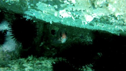 Observação Submarina, Ubatuba, SP, Brasil, Marcelo Ambrogi, Peixes, Tartarugas Gigantes, Apneia, Ilhas Indômitas, Mares Indômitos, (37)