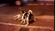 HEARTBREAKING moment dog protects friend hit by a vehicle Dublin, Ireland