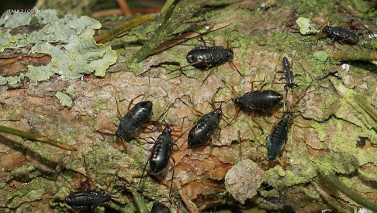Christmas Trees And Bugs Are Seemingly Symbiotic