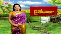 Increasing Milk Production by Keeping Dairy Cows | Raithe Raju