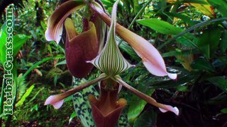 Орхидеи (орхидные растения) - плотоядное растение хищник