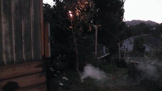 Tree branch electrocution at 11,000 Volts