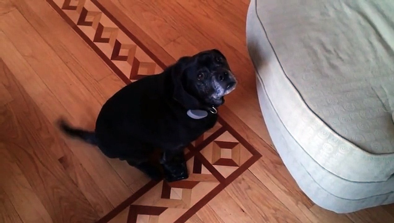Dog Steps on Mouse Trap