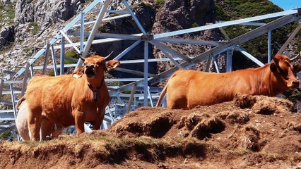 Nuevo parón a la línea de alta tensión Sama - Velilla