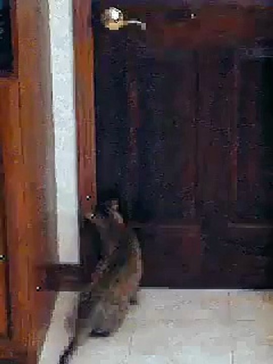 Un chat ouvre une porte