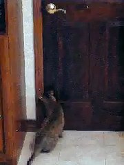 Un chat ouvre une porte