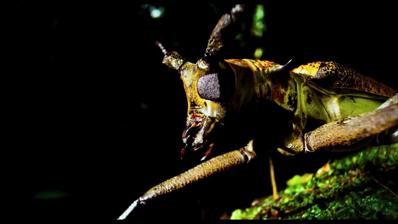 Nature - Bande annonce VF