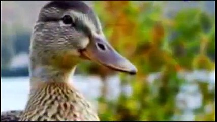 Urdu Cartoon Kahani (Urdu Stories for Children): Two Stories