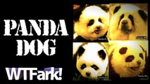 PANDA DOG: Italian Circus Busted Using Dogs Painted Like Pandas As Pandas