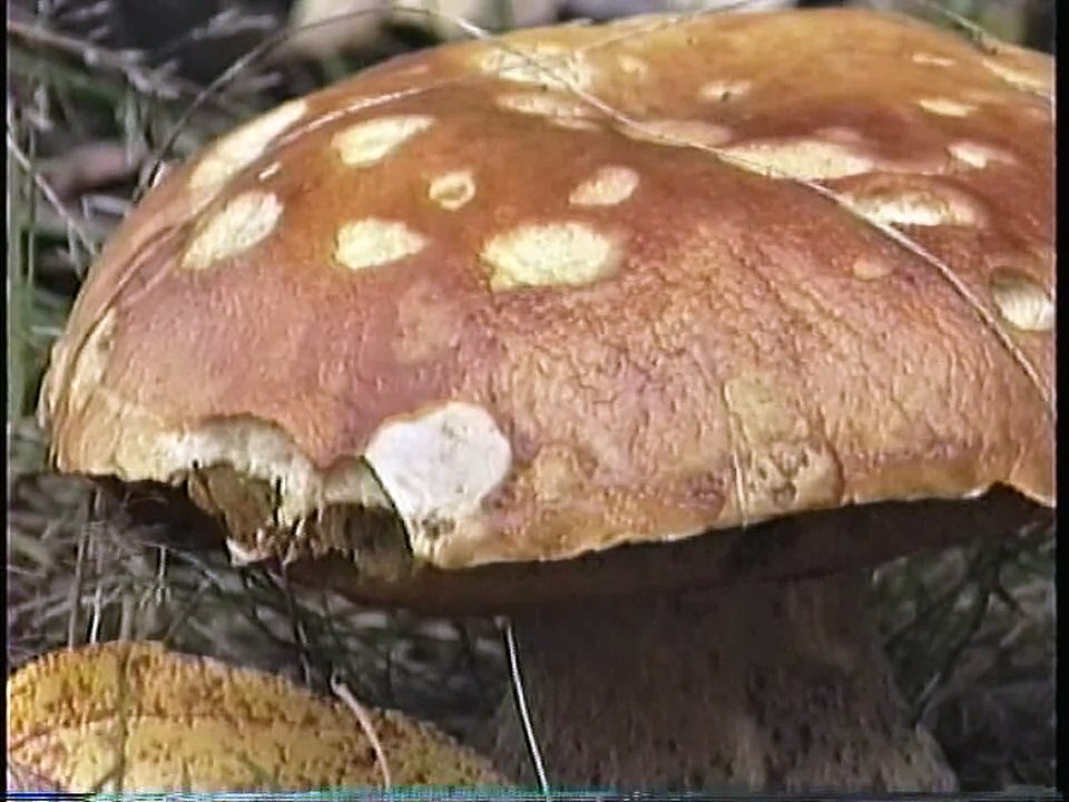 Bella Coola Natural History: Varied Thrush, Sharp-shinned Hawk, Golden-crowned Sparrow, Pileated Woodpecker, Trumpeter Swan