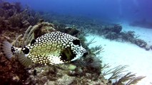 Diving on coral reef in Akumal Mexico filmed with GoPro