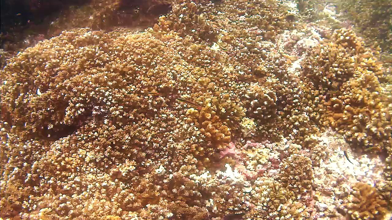 ISAWV_094245_WHITE TIP