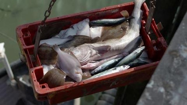 earthrise - Urban spirulina farms & Recycling phosphorus