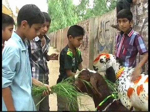 sarai alamgir arshad sina report eid ka bakkra or bacho ki mohabat