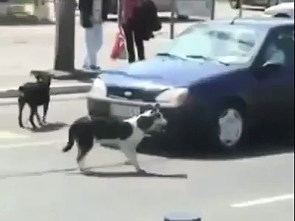 Köpeği Sinirlendirirsen