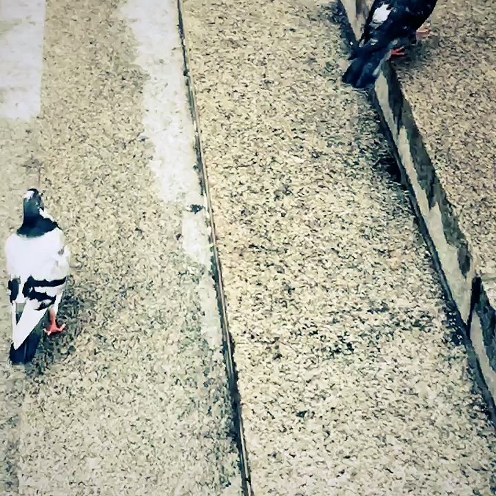 Pigeon