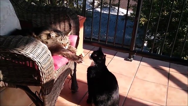 It s Funny Proof Sometimes Cute Cats Are Assholes