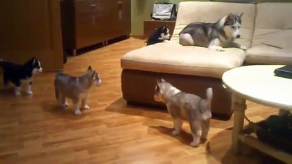 A Dog is Playing With Small Puppies