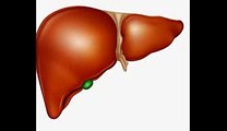 Liver Transplantation Cost In India