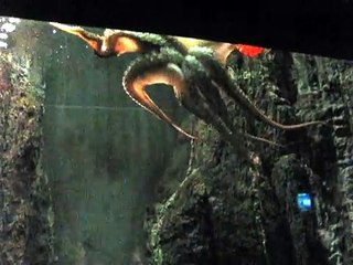 Octopus Pieuvre