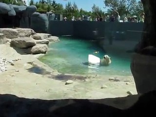 Ours Polaire