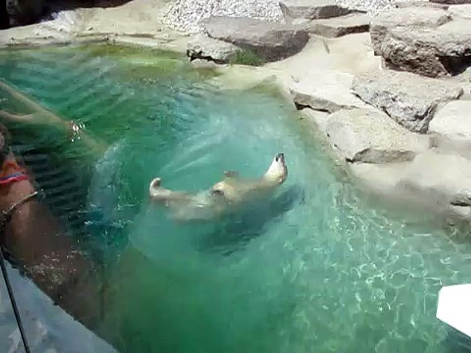 Ours Polaire polar bear