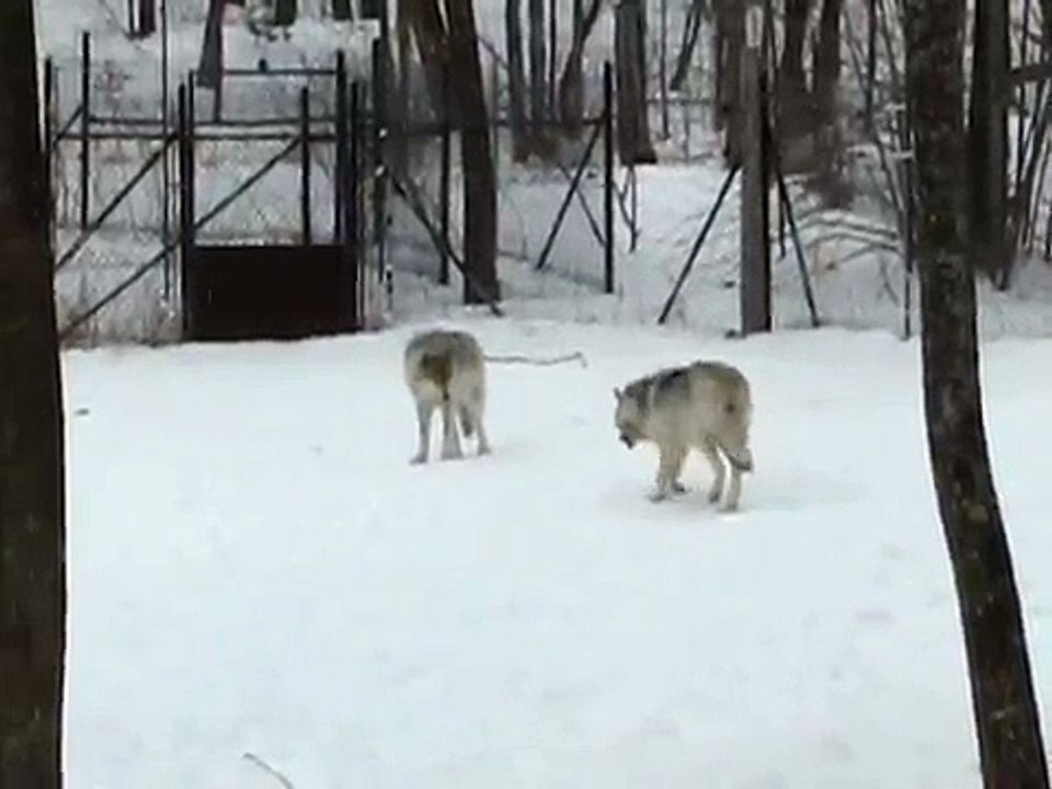 Parc Oméga wolf