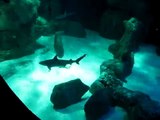 Requin Shark Parc Oméga