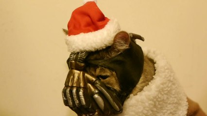 Noël avec BaneCat, le chat le plus méchant du monde!
