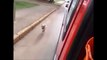 Dog running after the ambulance carrying his owner in heart attack!