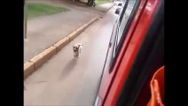 Un chien poursuit l'ambulance qui transporte son maître malade!