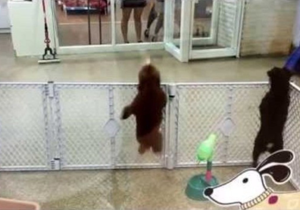 Excited Puppy Dances in a Latin Style