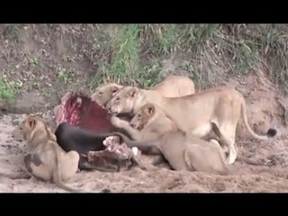 ذكر الاسود يسيطر على القطيع بالكامل ليفترس فريسة وحده قمة الأنانية