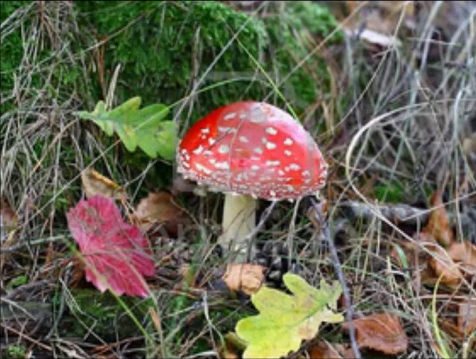 Amanite Tue-Mouches  : champignon hallucinogène et toxique