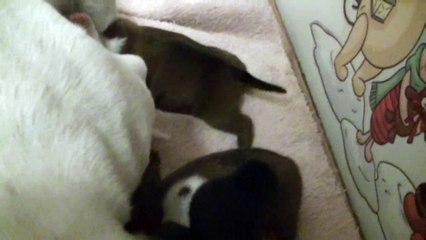 15ème vidéo de chiot staffie de la 18ème portée de Staffordland