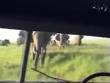 رجلان يستفزان زكور الفيلة بصوت السيارة فتهاجمهم الفيلة مهاجمة  شديدة