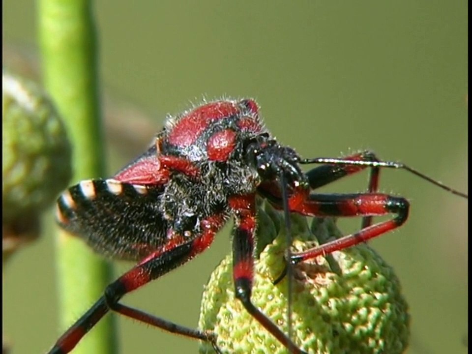La Philaeus chrysops.
