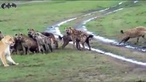 عندما تخاف الاسود من ألد الاعداء مجموعة من الضباع تهاجم على أنثى أسد