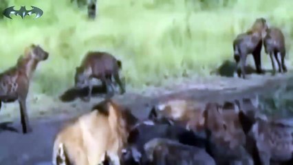 قطيع من الضباع يلقنون أسد ذكر درسا قاصيا جدا ويستولون على فريستة