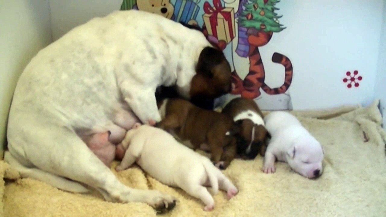 18ème vidéo de chiot staffie de la 18ème portée de Staffordland