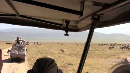 محاولة من الضبع لأفتراس صغير حيوان النو بعد ميلادة مباشرتا  والأم تحاول الأحتماء بسيارات السياح وكيس الولادة بجسمها لم يخرج