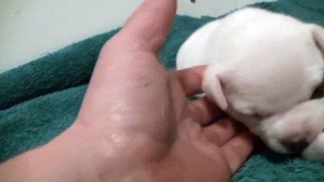 20ème vidéo Du chiot n°4 femelle staffie de la 18ème portée de Staffordland