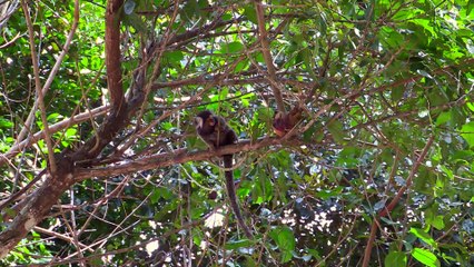 Ode to the lavish forest - Teaser Touscoprod