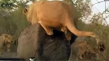 من المشاهد البشعة فى عالم الغابة عندما تقتل الاسود الفيلة