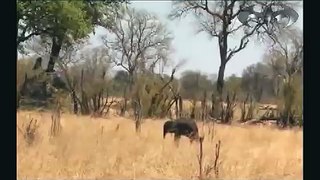 مهاجمة من أنثى الفيل على قطيع من الاسود للمحافظة على صغيرها