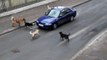 هجوم قطيع من الكلاب الضالة فى الشوارع على السيارات المارة بطريقة بشعة تخيل ماذا ستفعل لو أنت داخل السيارة