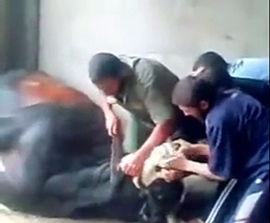 اخطر محاولات فاشلة لنحر بقرة بجميع أسلحة النحر ...العظمة والعزة لله الواحد القهار