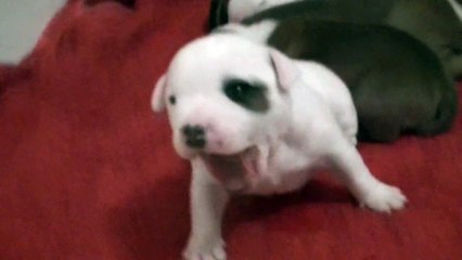 25ème vidéo chiot staffie n°4 Femelle de Staffordland avec la chanson Mon beau sapin