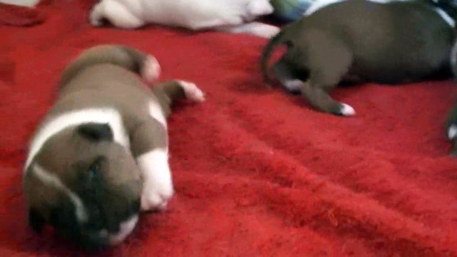 27ème vidéo Galice de Staffordland avec la chanson Glory Glory Alleluia