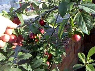 TÜRBE ERIĞI. SAKSİDA ERIK FİDANİ.WHATSAPP 0536 945 64 61